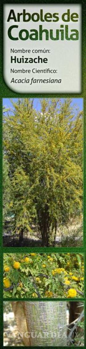 $!Pasto y jardines exóticos deben evitarse en Saltillo por consumo de agua; ¿qué sí debemos sembrar?