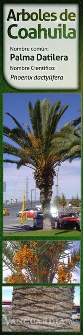 $!Pasto y jardines exóticos deben evitarse en Saltillo por consumo de agua; ¿qué sí debemos sembrar?