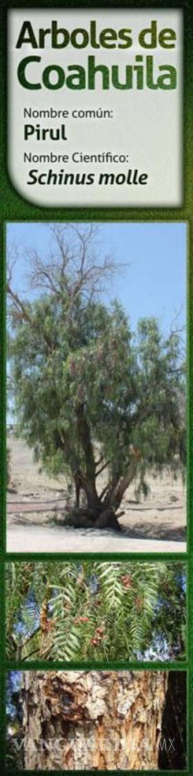 $!Pasto y jardines exóticos deben evitarse en Saltillo por consumo de agua; ¿qué sí debemos sembrar?