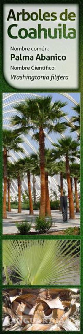 $!Pasto y jardines exóticos deben evitarse en Saltillo por consumo de agua; ¿qué sí debemos sembrar?