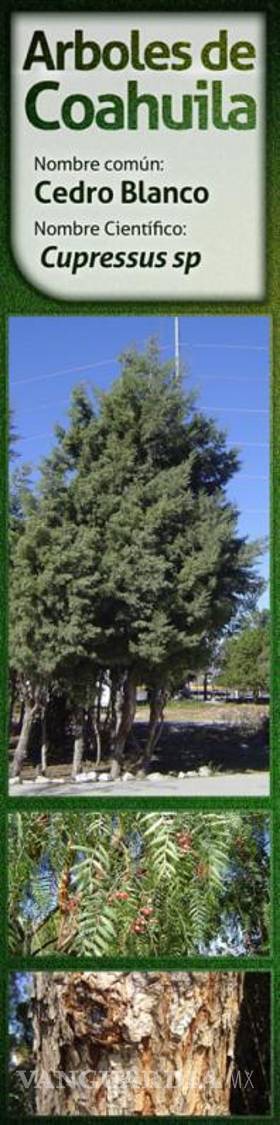 $!Pasto y jardines exóticos deben evitarse en Saltillo por consumo de agua; ¿qué sí debemos sembrar?