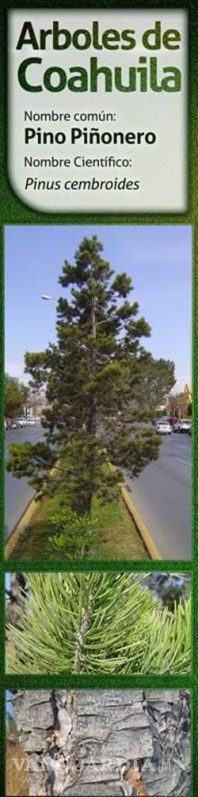 $!Pasto y jardines exóticos deben evitarse en Saltillo por consumo de agua; ¿qué sí debemos sembrar?