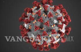 RmYN02... un nuevo coronavirus en murciélagos puede ayudar a descifrar el origen del COVID-19