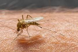 El virus se está propagando a países como Madagascar, Somalia y Kenia, y ha mostrado transmisión epidémica en el Sudeste Asiático, incluida la India.
