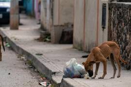 Las mascotas pueden transportar garrapatas al interior de los domicilios después de salir a parques o lotes baldíos.
