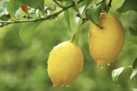 Dentro de la extensa familia de los limones existen multitud de variedades, matices y características.