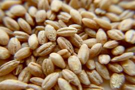 Secuencian el genoma de granos de cebada prehistóricos