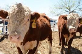 Autoridades municipales exhortaron a los productores a tener listos sus animales y cumplir con los requisitos sanitarios antes de que llegue la autorización.