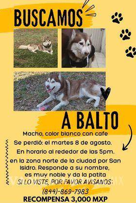 $!Saltillenses buscan a su perrito, su nombre es Balto, es muy noble y da la patita, aseguran.