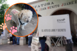 Diversas mascotas participaron en las elecciones mexicanas, sin embargo, Daisy se volvió viral por su peculiar función en el proceso democrático