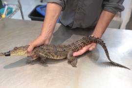 En un operativo conjunto entre el Municipio de Ramos Arizpe, la Secretaría de Medio Ambiente de Coahuila y la Procuraduría Federal de Protección al Ambiente, fue capturado un ejemplar juvenil de Crocodylus moreletii en la presa Palo Blanco.