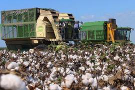 Igualmente, se vislumbra que las exportaciones de algodón mexicano se reduzcan a la mitad: 0.08 millones de pacas.