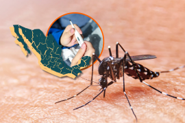 La Secretaría de Salud informa que el dengue es la principal enfermedad transmitida por mosquitos en el país