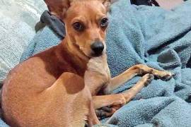 ’Panqué’ habría sido agredida durante la riña registrada en la colonia La Minita; Dignidad Animal pidió esclarecer las circunstancias de su muerte.