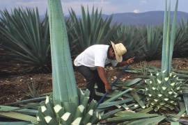 Regular el mezcal lanza a la pobreza a muchos mexicanos: diario Examiner