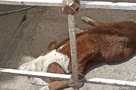 El perro presentaba un severo deterioro en su estado de salud y una fuerte infestación de garrapatas, por lo que recibió atención por parte de las autoridades.