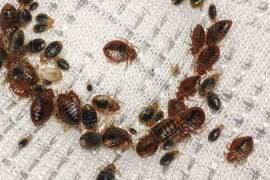 Las chinches pueden actuar como vectores de algunas enfermedades, como la enfermedad de Chagas.