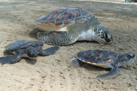 Anidan más de 87 mil tortugas golfinas en playa de Oaxaca: Conanp