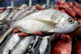 Producirán 50 toneladas de peces en Presa Amistad