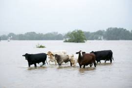 Costo de daños por ‘Harvey’ en Texas podrían llegar a 180,000 mdd