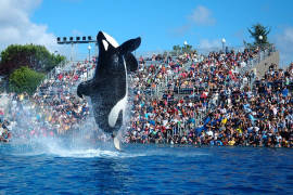 Sea World dice adiós a espectáculos con orcas en San Diego