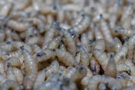 La llegada del gusano barrenador a Michoacán confirma que la plaga ya no es un problema localizado, sino un desafío sanitario.