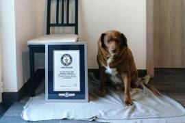 Bobi, un mastín del Alentejo de 30 años y 267 días de edad y residente en el municipio de Leiria (centro de Portugal), fue reconocido este jueves con el Récord Guinnes por ser el perro más viejo del mundo.