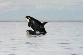 Una foto sin fecha proporcionada por el Centro de Investigación de Ballenas muestra a una orca hembra y su cría.