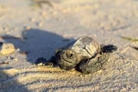 Liberan más de 15 mil crías de tortuga carey en playas de Yucatán