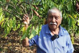 Los productores de café en Tapachula, Chiapas, están preocupados por la sequía que se ha prolongado por meses y amenaza sus cultivos