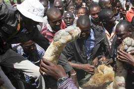Arponean a leones que escaparon de parque en Kenia
