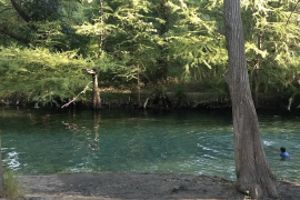 Las lluvias en la serranía de Múzquiz devolvieron agua al río Sabinas, que ahora presenta alrededor del 40% de su cauce con líquido en el parque Los Sabinitos.