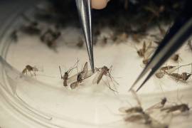 Colima confirma 23 casos de zika en mujeres embarazadas