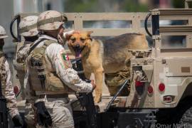 Soldados recuperaron al can y lo adoptaron, pronto, lo llevarán entre sus filas, donde será entrenado.