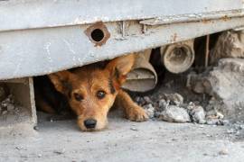 Municipio advirtió que el impacto se agrava en perros sin dueño, donde el ruido puede detonar accidentes y problemas de convivencia en la ciudad.