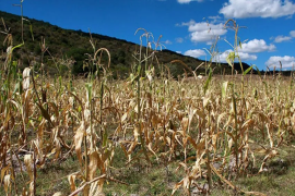 En el Istmo se sembraron más de 76 mil hectáreas de maíz, de los cuales 21 mil hectáreas dieron cultivo: Servicio de Información Agroalimentaria y Pesquera