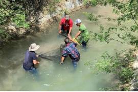 Señalan. El reptil de más de un metro se encontraba en el agua del Río Pilón, en el municipio de Montemorelos.