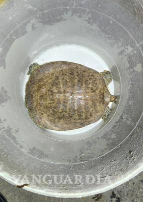 Lo detienen en posesión de drogas, un rifle, una tortuga y un caimán, en Nuevo León