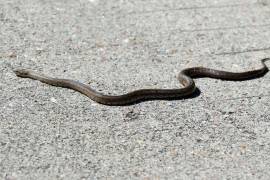 Aseguran a serpiente en colonia República, Saltillo
