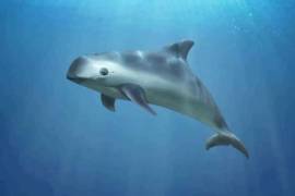 Según la Semarnat, esta regulación cuenta con el respaldo científico del Comité Internacional para la Recuperación de la Vaquita.