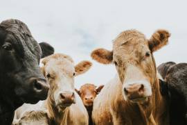 Reportan. Por la falta de pastizales, cuatro de cada 10 vacas presentan prolapso uterino.