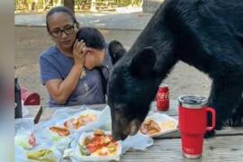 Avistamientos de oso negro aumentan en zonas urbanas por acceso a residuos.