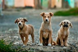 En Múzquiz, como en el resto del Estado, abundan los perros callejeros, lo que ha animado a decenas de voluntarios a crear refugios para darles una vida digna.