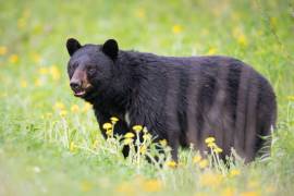 Al día de hoy se tiene un registro de siete osos lesionados en todo el estado, informó el director de Recursos Forestales y Vida Silvestre, en su mayoría hembras jóvenes y adultas.