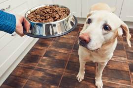 La Procuraduría Federal del Consumidor (Profeco) emitió una alerta sobre marcas que son dañinas para la salud de los caninos.