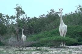 Captan a 2 jirafas blancas en parque de Kenia