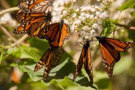 Exhortan a saltillenses a proteger a la mariposa Monarca