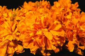 El nombre cempasúchil proviene del náhuatl Cempohualxochitl, que significa flor de veinte pétalos o varias flores.