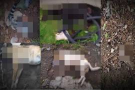 Vecinos denunciaron la muerte de sus mascotas y otros animales como aves, un cacomixtle y un borrego