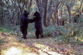 A través de una cámara culta, en 2022 en la Sierra de Zapalinamé fueron captados 2 osos bailando, escena que se hizo viral a nivel nacional.
